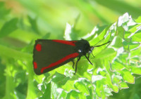 Cinnabar-Moth
